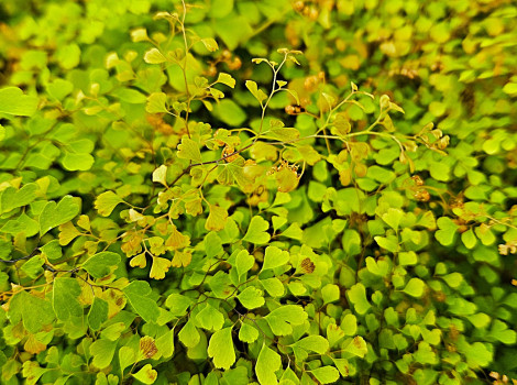 Triumph Maidenhair Fern