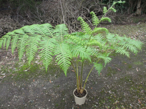 Norfolk Island Tree Fern