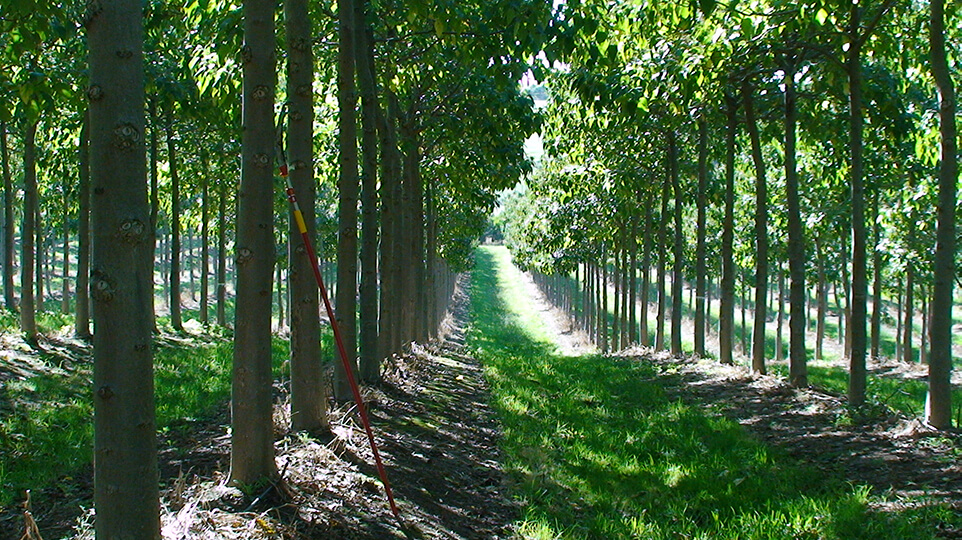 Paulownia plantation